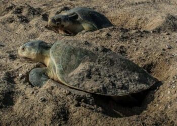 Tamaulipas resguarda más de 16 mil huevos de tortuga marina en el inicio de la temporada 2026