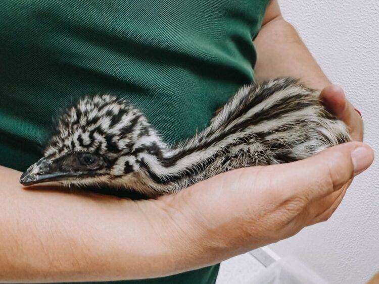 Logra Zoológico Tamatán el nacimiento de dos ejemplares de emú mediante incubación artificial