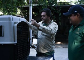 La Comisión de Parques y Biodiversidad de Tamaulipas libera nueve ejemplares de fauna silvestre