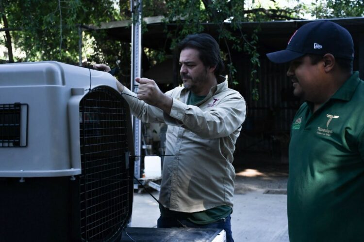 La Comisión de Parques y Biodiversidad de Tamaulipas libera nueve ejemplares de fauna silvestre