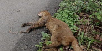 Denuncian muerte de yaguarundí en carretera de El Cielo