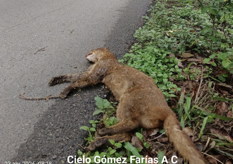 Denuncian muerte de yaguarundí en carretera de El Cielo