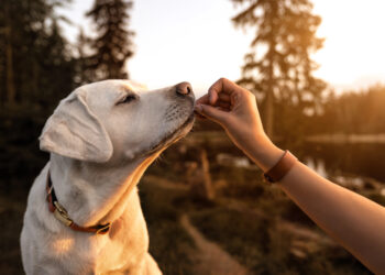 Cómo saber si el alimento de tu perro es de buena calidad