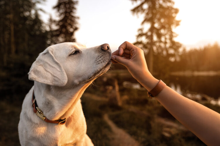 Cómo saber si el alimento de tu perro es de buena calidad