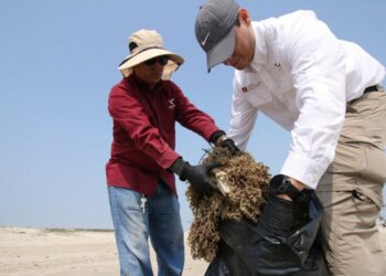 SEDUMA fortalece gestión de residuos y sargazo en costas de Tamaulipas