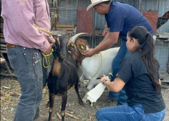 Ganaderos de Miquihuana optimizan su producción con evaluación de sementales caprinos