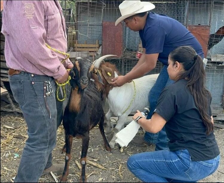 Ganaderos de Miquihuana optimizan su producción con evaluación de sementales caprinos