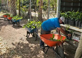 Nuevo Laredo inicia proyecto de reforestación con 1,500 árboles nativos