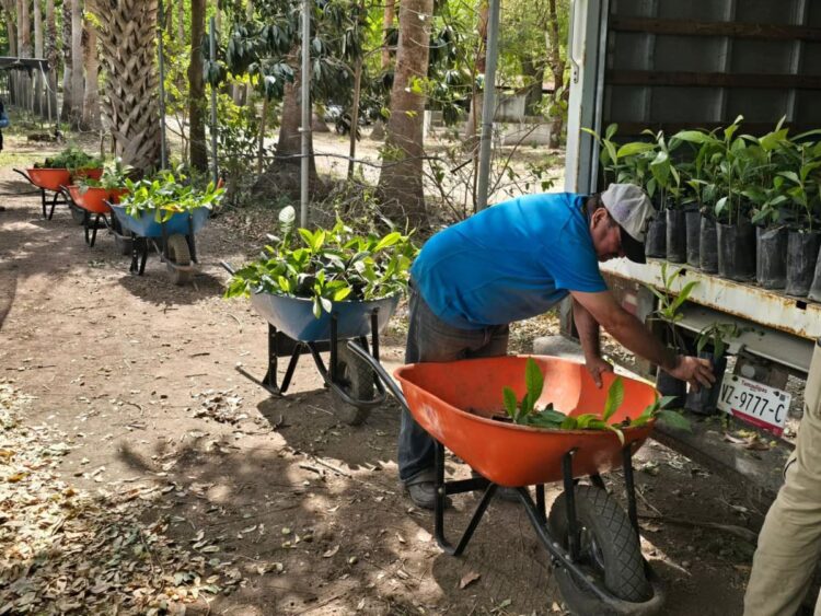 Nuevo Laredo inicia proyecto de reforestación con 1,500 árboles nativos