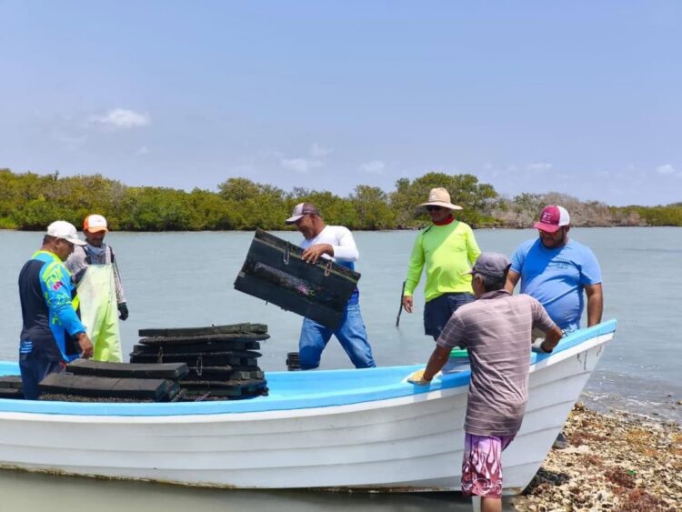 Cooperativas de Aldama optimizan cultivo de ostión para elevar su valor comercial