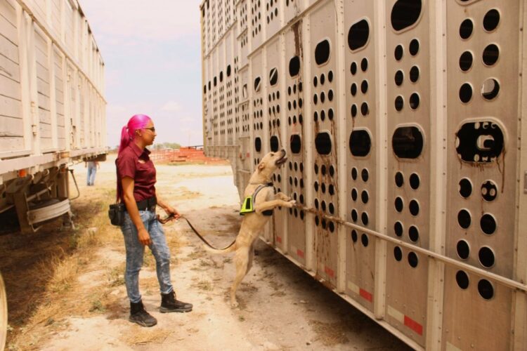 Tamaulipas implementa binomios caninos para el control sanitario del gusano barrenador