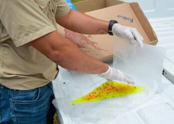 Eliminan 11.6 millones de moscas del gusano barrenador