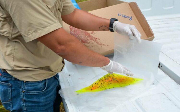 Eliminan 11.6 millones de moscas del gusano barrenador