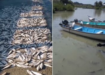 Investigan mortandad masiva de peces en sistema lagunario