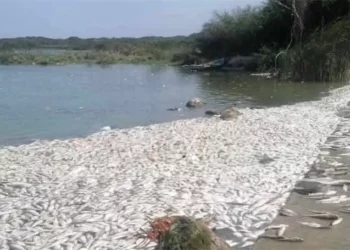 Descartan contaminación en mortandad de peces en Tamaulipas