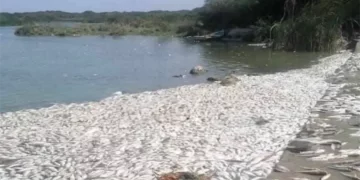 Descartan contaminación en mortandad de peces en Tamaulipas