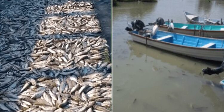Investigan mortandad masiva de peces en sistema lagunario
