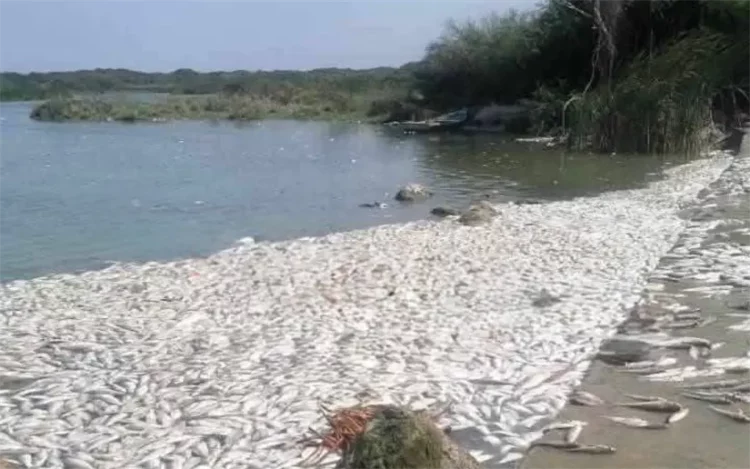 Descartan contaminación en mortandad de peces en Tamaulipas
