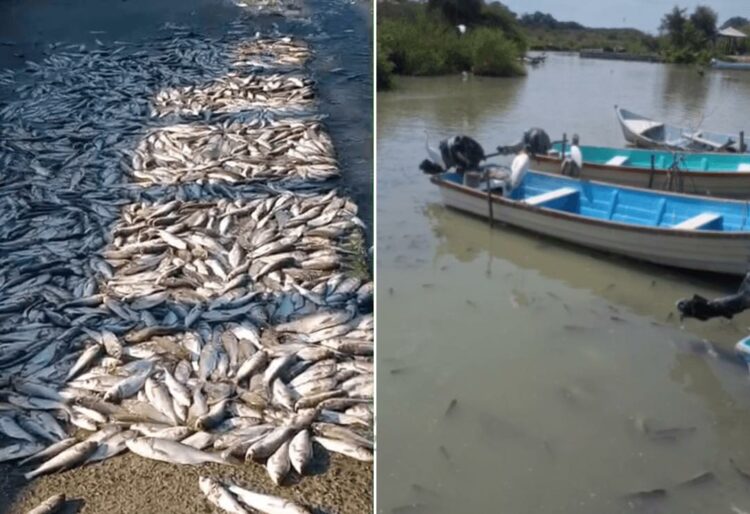 Investigan mortandad masiva de peces en sistema lagunario