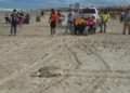 Vigilan playas por arribo de tortugas lora a Tamaulipas