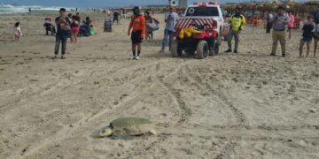 Vigilan playas por arribo de tortugas lora a Tamaulipas