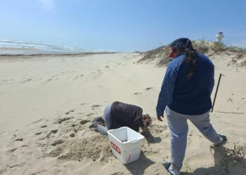 Inicia temporada de tortuga lora en Playa Bagdad