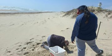 Inicia temporada de tortuga lora en Playa Bagdad