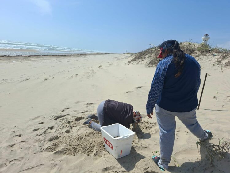 Inicia temporada de tortuga lora en Playa Bagdad