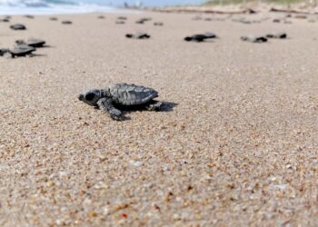 Liberan las primeras tortugas lora de la temporada 2026 en Tamaulipas
