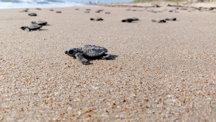 Liberan las primeras tortugas lora de la temporada 2026 en Tamaulipas