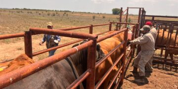 Gusano Barrenador del Ganado avanza hacia Texas por Tamaulipas y Nuevo León