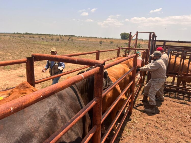 Gusano Barrenador del Ganado avanza hacia Texas por Tamaulipas y Nuevo León