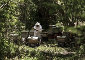 Producción récord de miel durante 2025 en México, al alcanzar las 60 mil toneladas
