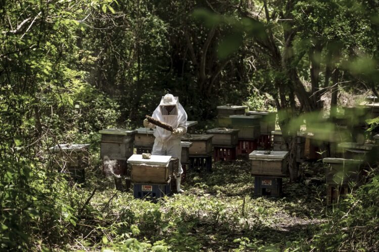 Producción récord de miel durante 2025 en México, al alcanzar las 60 mil toneladas