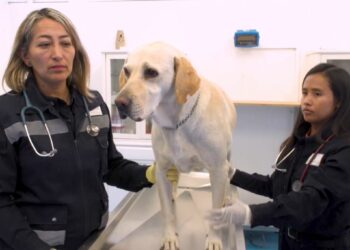 ¡No te alarmes! y protege a tus mascotas del Gusano Barrenador del Ganado