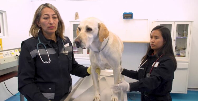 ¡No te alarmes! y protege a tus mascotas del Gusano Barrenador del Ganado