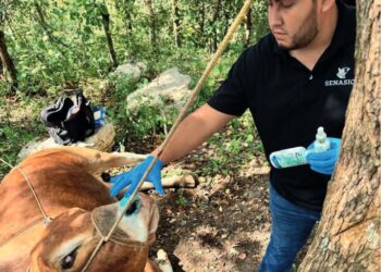 Llega gusano barrenador del ganado a Güémez, Abasolo y Mainero; resurge en Victoria e Hidalgo