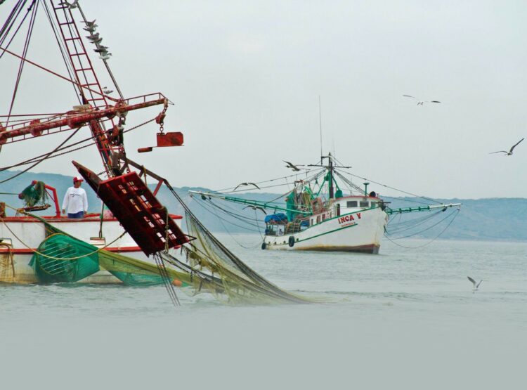 Inicia la veda de camarón en Golfo de México y Mar Caribe; de Tamaulipas a Quintana Roo