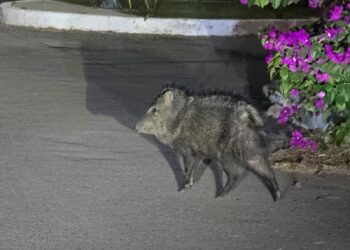 Jabalíes pasean por las noches en fraccionamientos al norte de Cd. Victoria