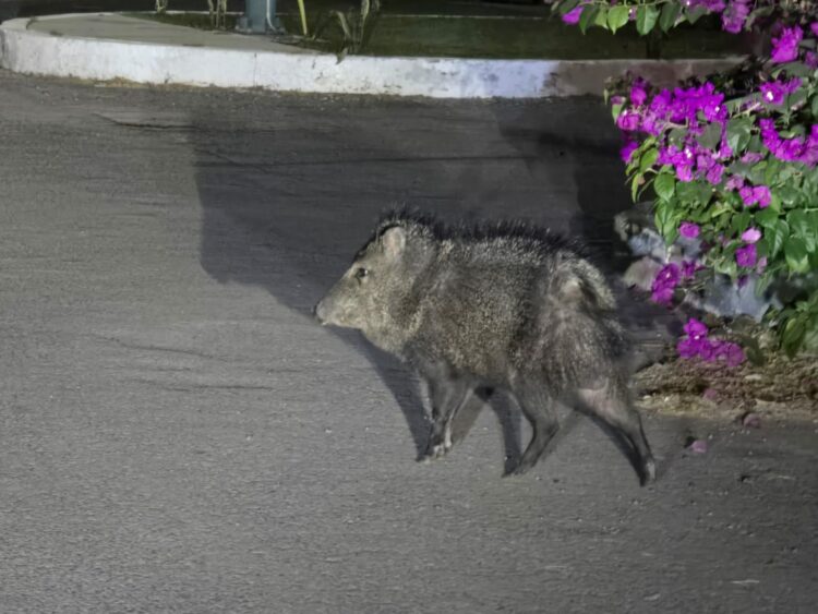 Jabalíes pasean por las noches en fraccionamientos al norte de Cd. Victoria