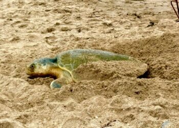 Comisión de Parques y Biodiversidad reporta más de 2 mil nidos de tortuga lora en Tamaulipas