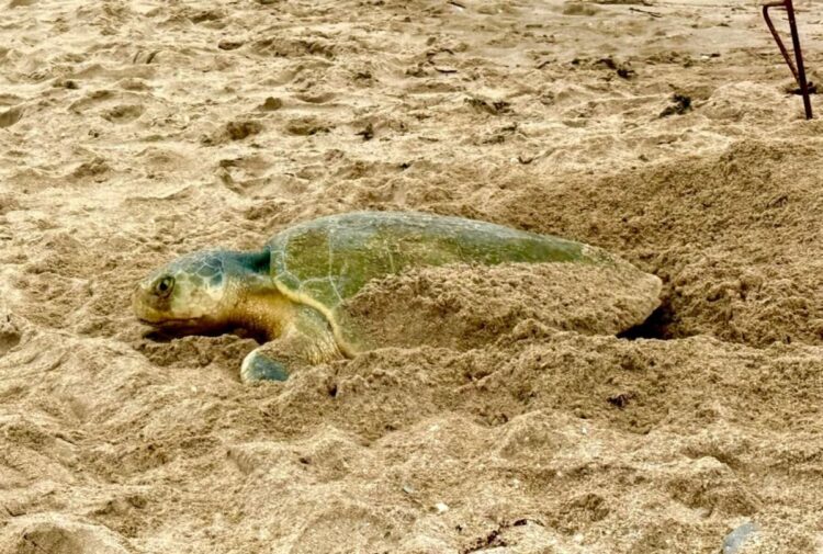 Comisión de Parques y Biodiversidad reporta más de 2 mil nidos de tortuga lora en Tamaulipas