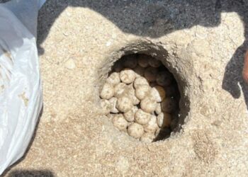Cifras récord en Tamaulipas: Resguardan 2,476 nidos de tortuga lora en el Golfo de México