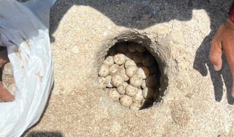 Cifras récord en Tamaulipas: Resguardan 2,476 nidos de tortuga lora en el Golfo de México
