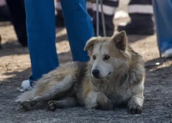 Piden judicializar casos de maltrato animal