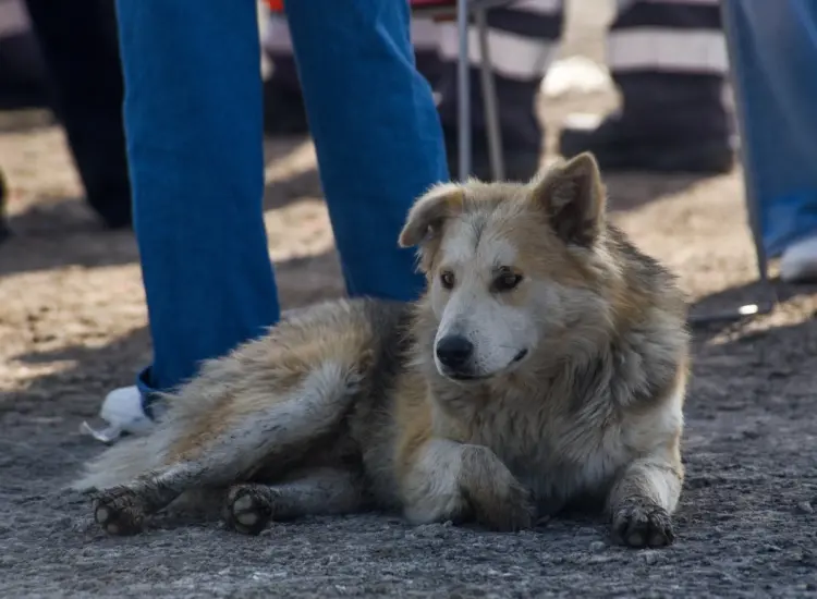 Piden judicializar casos de maltrato animal