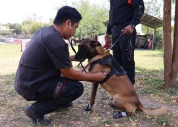 SSPT implementa protocolos de protección para agentes caninos por altas temperaturas