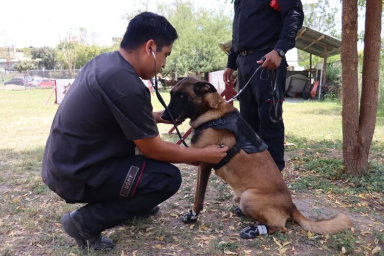 SSPT implementa protocolos de protección para agentes caninos por altas temperaturas