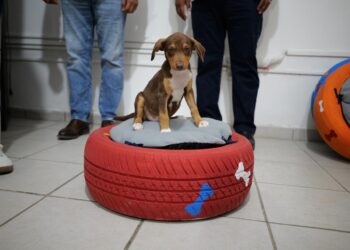 Adolescentes elaboran camas recicladas para mascotas en Altamira