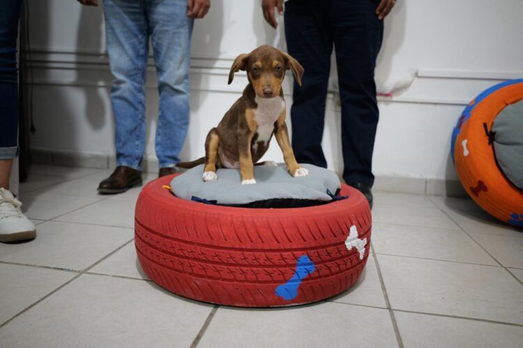 Adolescentes elaboran camas recicladas para mascotas en Altamira